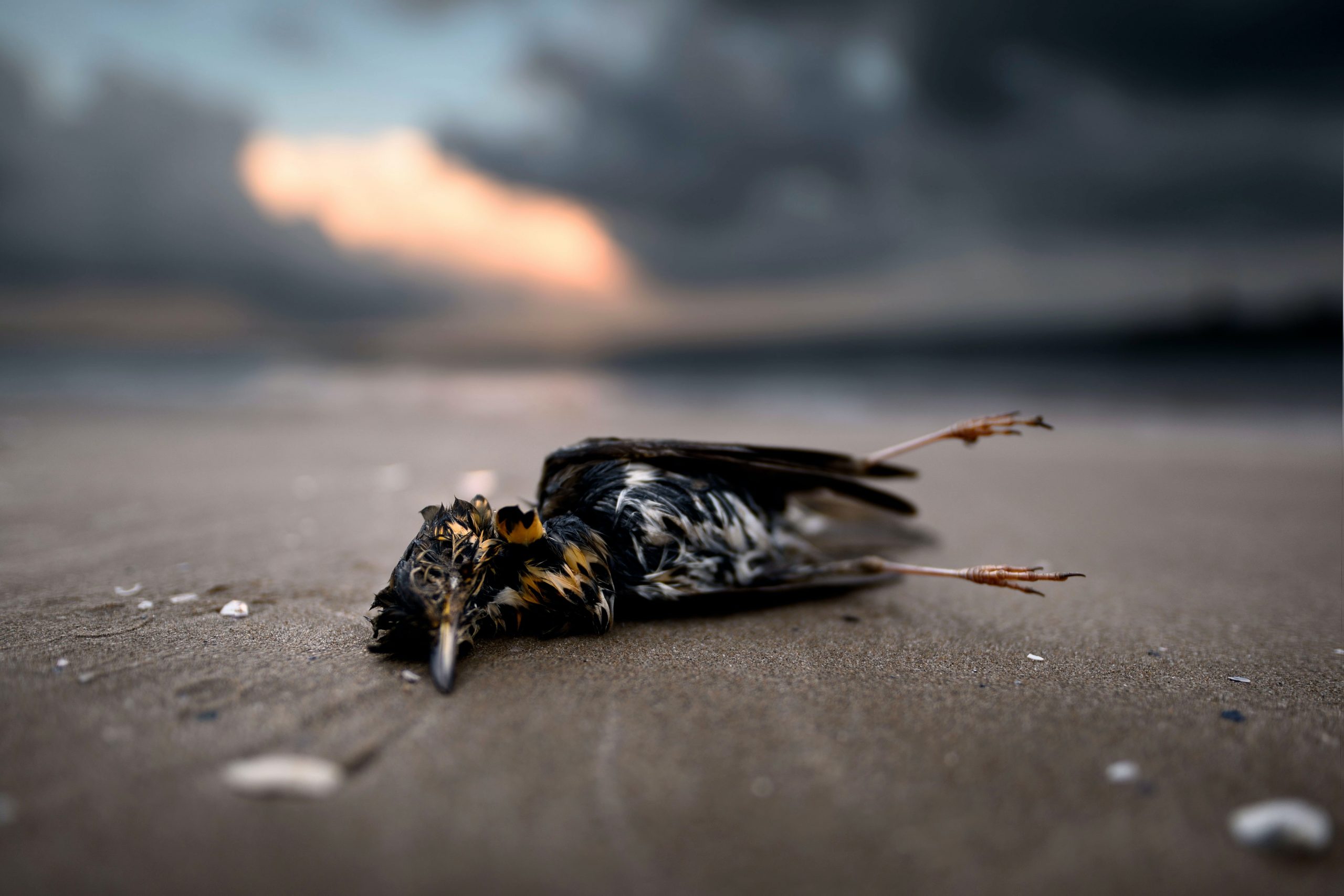 Toter Vogel am Strand